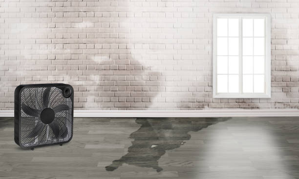 Best Carpet water damage restoration  in Versailles, MO